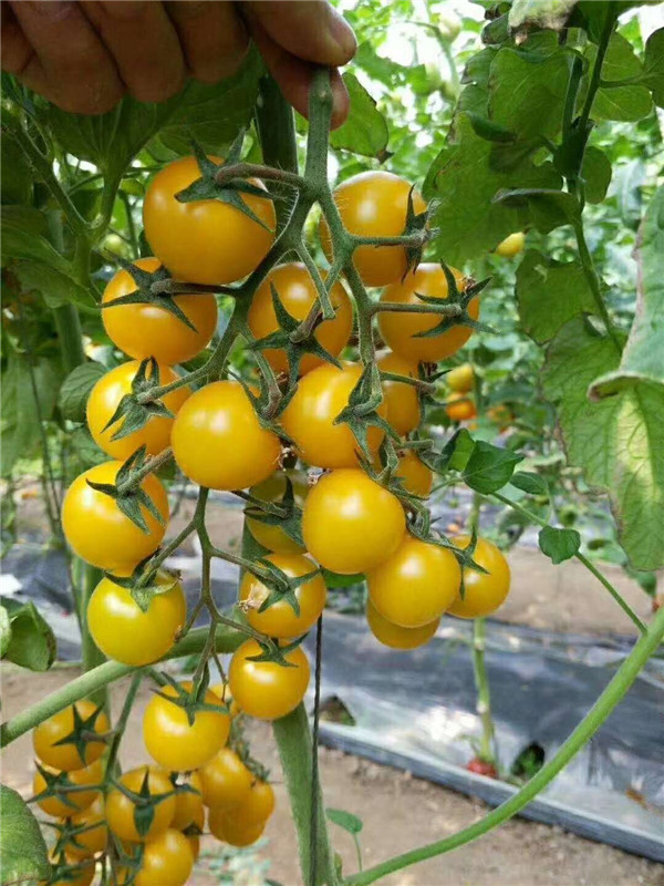 悅蔬夏日陽光小番茄